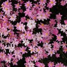 Rare Pink Cluster Star Everlasting Schoenia cassiniana - 10 Seeds
