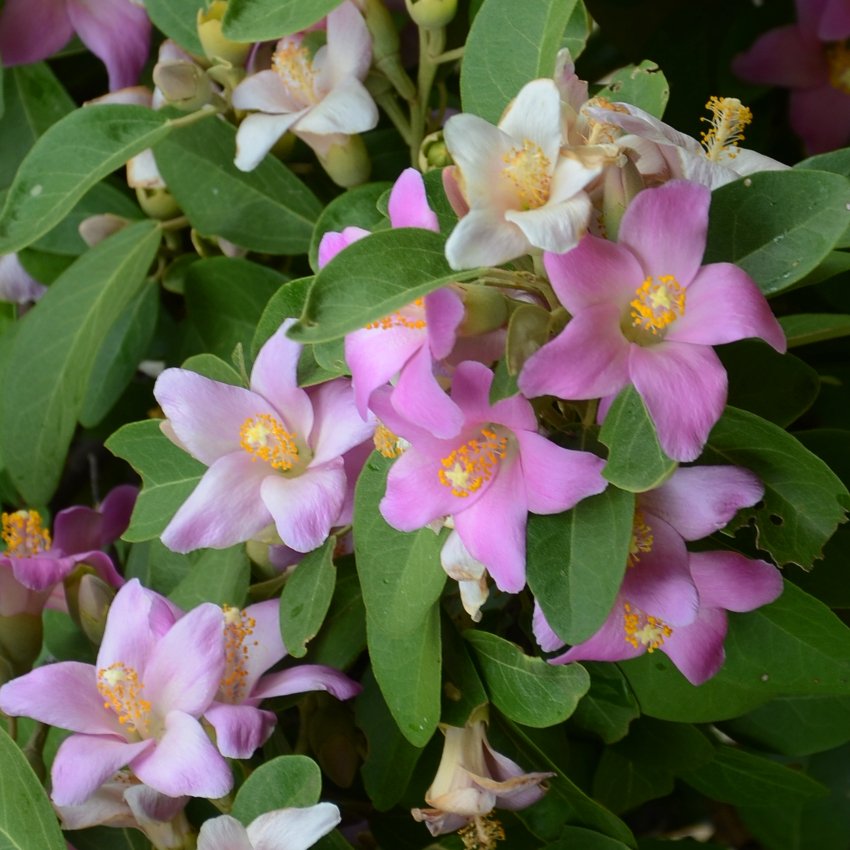 Norfolk Island Hibiscus Lagunaria patersonia - 5 Seeds