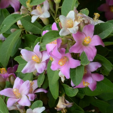 Norfolk Island Hibiscus Lagunaria Patersonia 5 Seeds