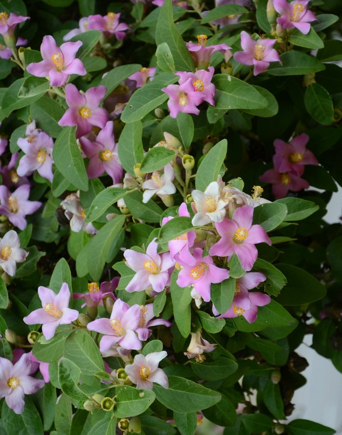 Norfolk Island Hibiscus Lagunaria Patersonia - 5 Seeds