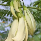 Rare White Dragon Tree Sesbania formosa – 5 Seeds