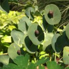 Rare Catbells Wild Indigo Baptisia perfoliata - 10 Seeds