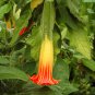 Exotic Floripondio Red Angel's Trumpet Brugmansia sanguinea - 5 Seeds