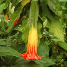 Rare Red Angel's Trumpet Brugmansia sanguinea - 5 Seeds