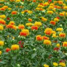 Bulk Organic Herb Safflower Carthamus Tinctorius - 1000 Seeds