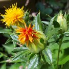 Organic Herb Safflower Carthamus Tinctorius - 150 Seeds