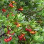 Hardy Irish Medronho Strawberry Tree Arbutus unedo - 15 Seeds