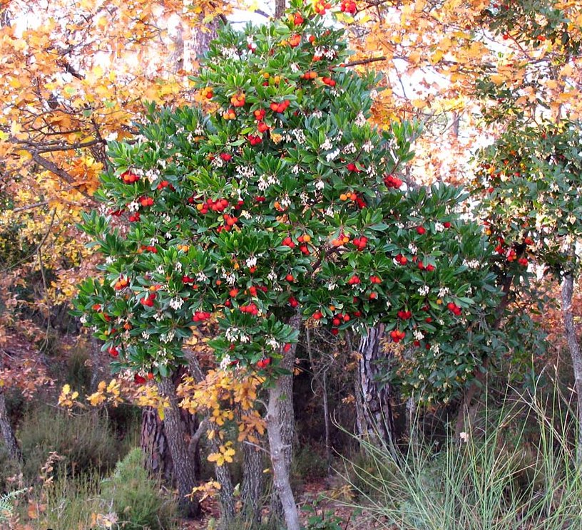 Hardy Irish Strawberry Tree Arbutus unedo 15 Seeds