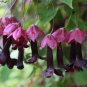 Goth Garden Purple Bell Vine Rhodochiton atrosanguineum Rare - 8 Seeds