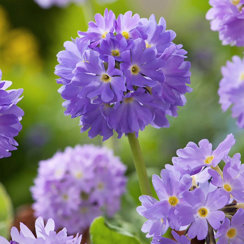 Showy Lilac Drumstick Primrose Primula denticulata 20 Seeds
