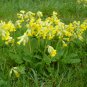 Yellow Cowslip Primrose Primula veris officinalis - 40 Seeds