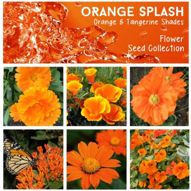 Tangerine and Orange Shades Flower Seed Collection - 6 Varieties