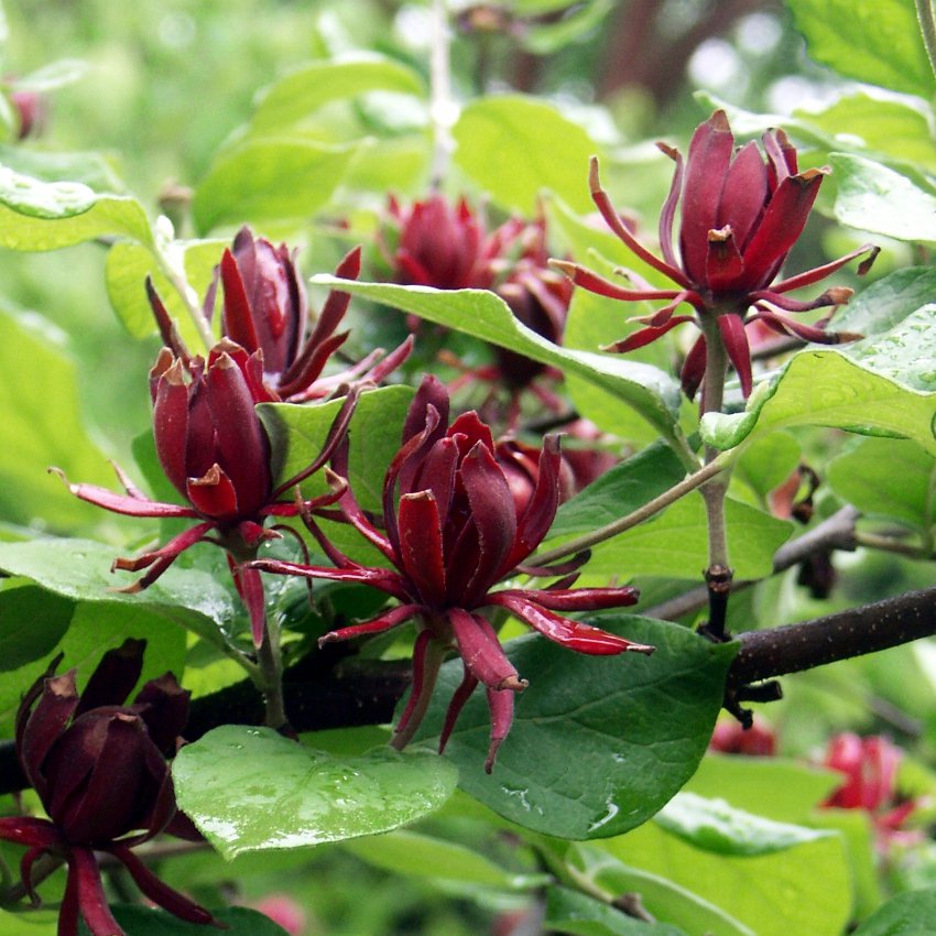 CALICANTUS Also Ideal For Bonsai Winter Sweet Seeds calicanthus Nutmeg