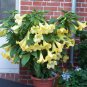 Fragrant Yellow Angel's Trumpet Brugmansia sp. - 5 Seeds