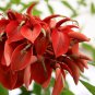 National Flower Of Argentina Rare Erythrina crista galli - 5 Seeds