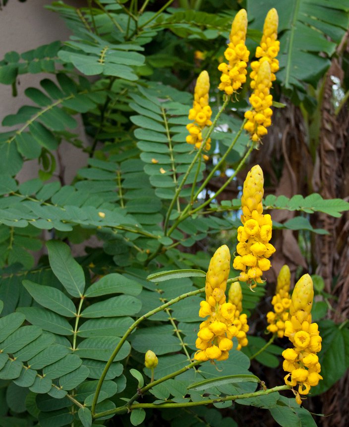 Empress Candle Plant Cassia Senna Alata 12 Seeds