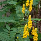 Empress Candle Plant Cassia Senna Alata - 12 Seeds