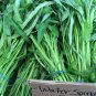 Organic Asian Water Spinach I. aquatica - 20 Seeds
