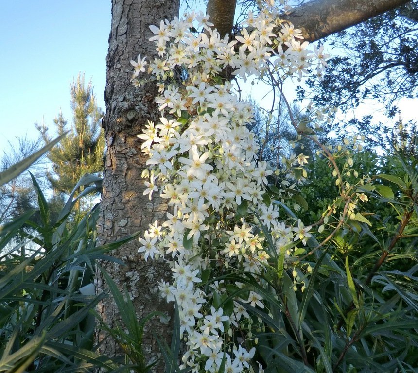 Rare Native New Zealand Bridal Veil Clematis paniculata 18 Seeds