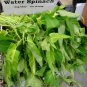 Organic Asian Water Spinach I. aquatica - 20 Seeds