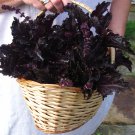 Almost Black Basil Purple Ruffles OP Ocimum basilicum - 50 Seeds