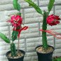 Red Dragon Fruit Pitaya Roja Hylocereus costaricensis - 30 Seeds