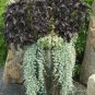 Basil Purple Ruffles Almost Black OP Ocimum basilicum - 50 Seeds