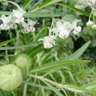Hairy Balls Milkweed Family Jewels OG Gomphocarpus physocarpa - 20 Seeds