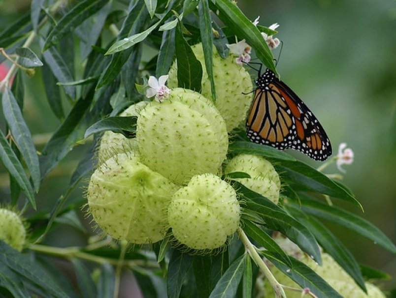 Hairy Balls Milkweed Family Jewels Gomphocarpus physocarpa 20 Seeds