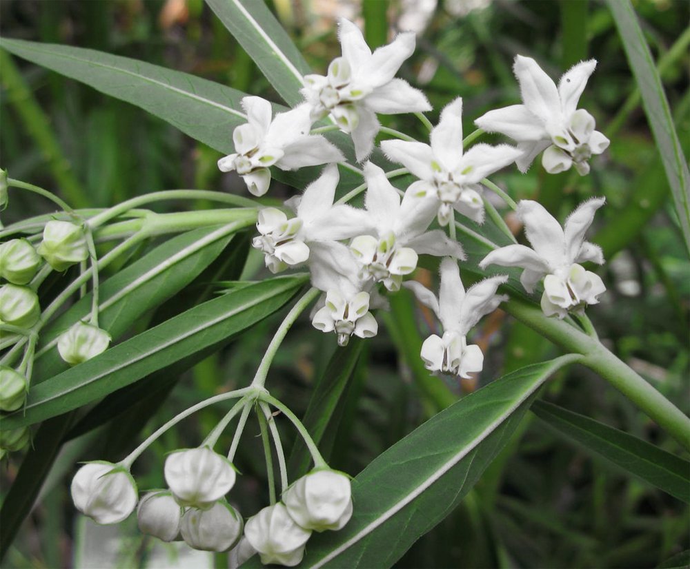 Hairy Balls Milkweed Family Jewels OG Gomphocarpus physocarpa 20 Seeds