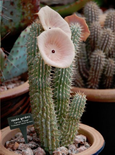 Scarce Hoodia Cactus Kalahari Cactus Succulent - 5 Seeds