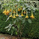 Orange Angel Trumpet Brugmansia - 5 Seeds