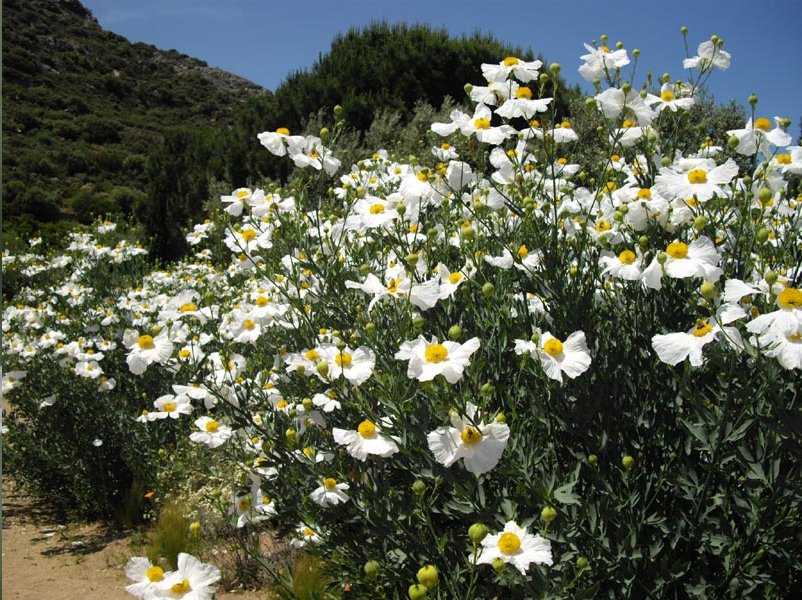 Fried Egg Flower Matilija Poppies Romneya coulteri 25 Seeds