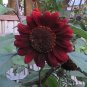 Unusual Maroon Red Sunflower Chianti Helianthus annuus - 40 Seeds