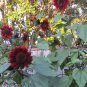 Unusual Maroon Red Sunflower Chianti Helianthus annuus - 40 Seeds