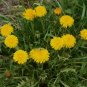Edible Flower Dandelion Organic Taraxacum Officinale - 120 Seeds