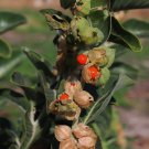 Medicinal Herb Organic Ashwagandha Withania somnifera - 50 Seeds