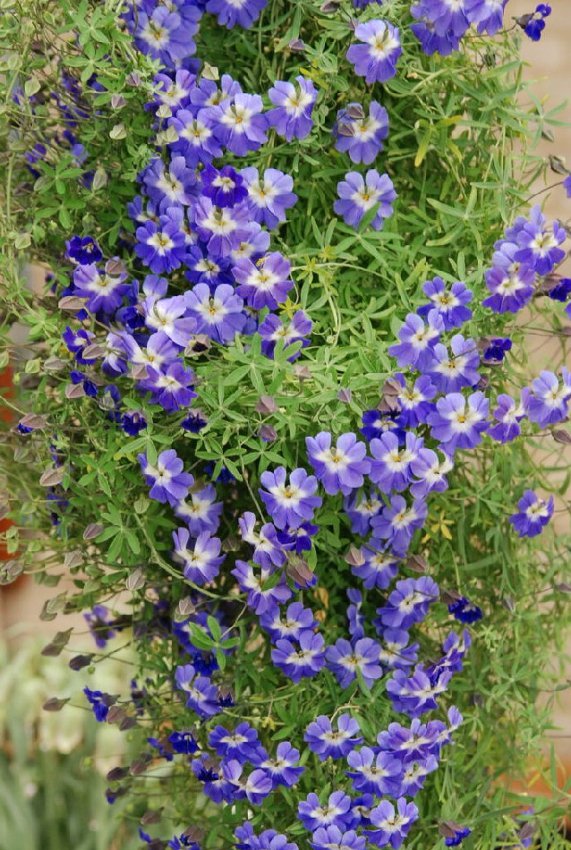 Tropaeolum Azureum H158 BLUE NASTURTIUM SEEDS RARE 3 graines de CAPUCINE BLEUE Tropaeolum Azureum H158 BLUE NASTURTIUM SEEDS RARE 3 graines de CAPUCINE BLEUE