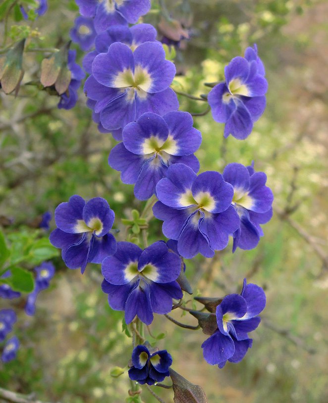 Rare Blue Nasturtium Vine Tropaeolum azureum 4 Seeds