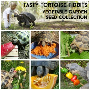 Tasty Pet Tortoise Tidbits Vegetable Garden Seed Collection - 6 Packets