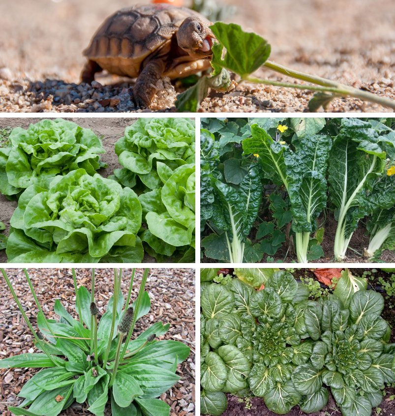 Vegetarian Lizard and Pet Tortoise Salad Greens Seed Mix 1 OZ