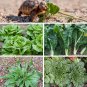 Vegetarian Lizard and Pet Tortoise Salad Greens Seed Mix - 1 OZ