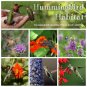 Habitat for Hummingbirds Flower Seed Collection - 6 Varieties