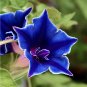 Japanese Blue Morning Glory Picotee Ipomoea nil - 10 Seeds