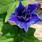 Japanese Blue Morning Glory Picotee Ipomoea nil - 10 Seeds