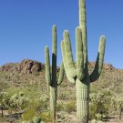 Giant Sonoran Desert Cactus Saguaro Carnegiea gigantea - 25 Seeds