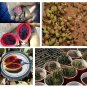 Giant Sonoran Desert Cactus Saguaro Carnegiea gigantea - 25 Seeds