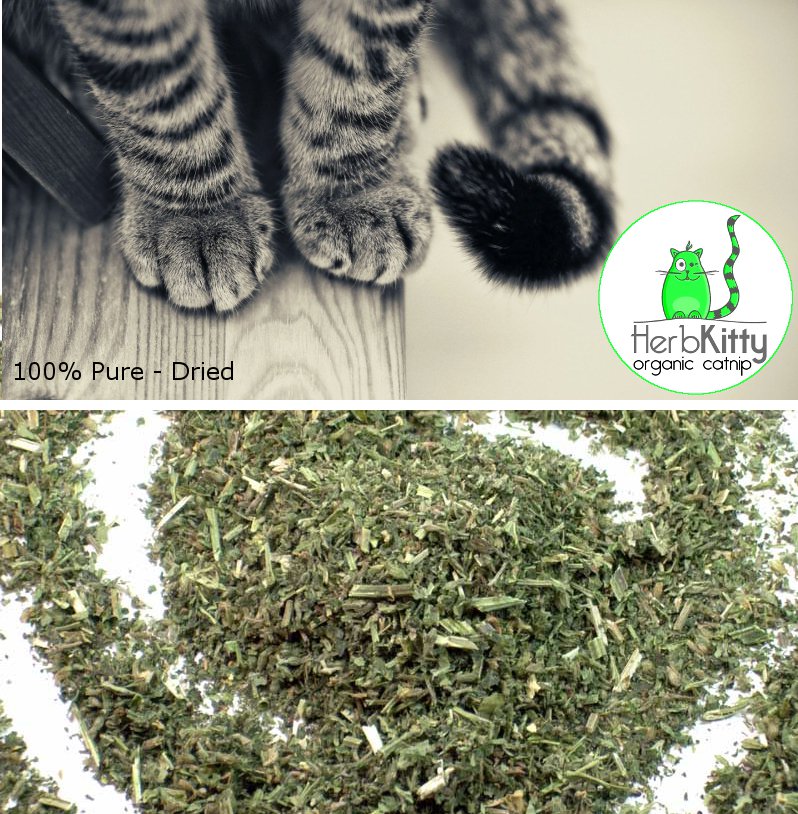 Fresh Organic Loose SunDried Catnip Nepeta Cataria 4 OZ