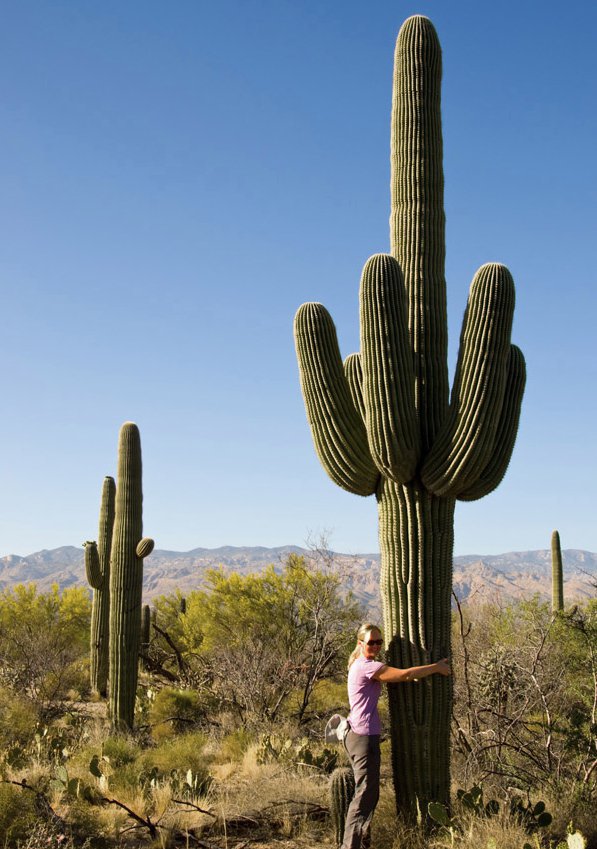 Rare Giant Desert Cactus Saguaro Carnegiea gigantea - 25 Seeds