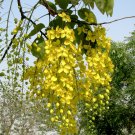Weeping Gold Shower Tree Cassia fistula - 8 Seeds